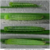 coen arcania larva3 volg2